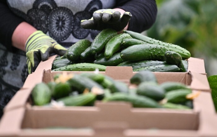 Объем господдержки производителей тепличных овощей на Ставрополье в 2023г почти утроился