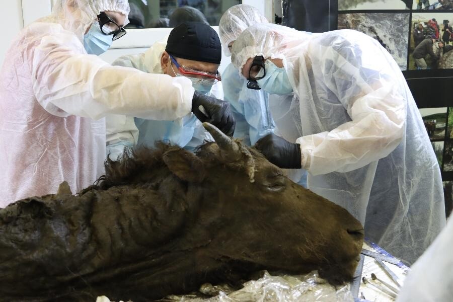 Ученые в Якутии провели вскрытие древнего бизона