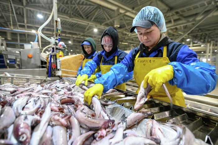 Рыбоперерабатывающие заводы в прибрежных регионах РФ загружены сырьем на уровне 60% - сенатор