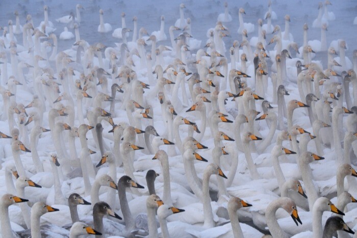 Лебеди начали возвращаться в Тюменскую область после зимовки