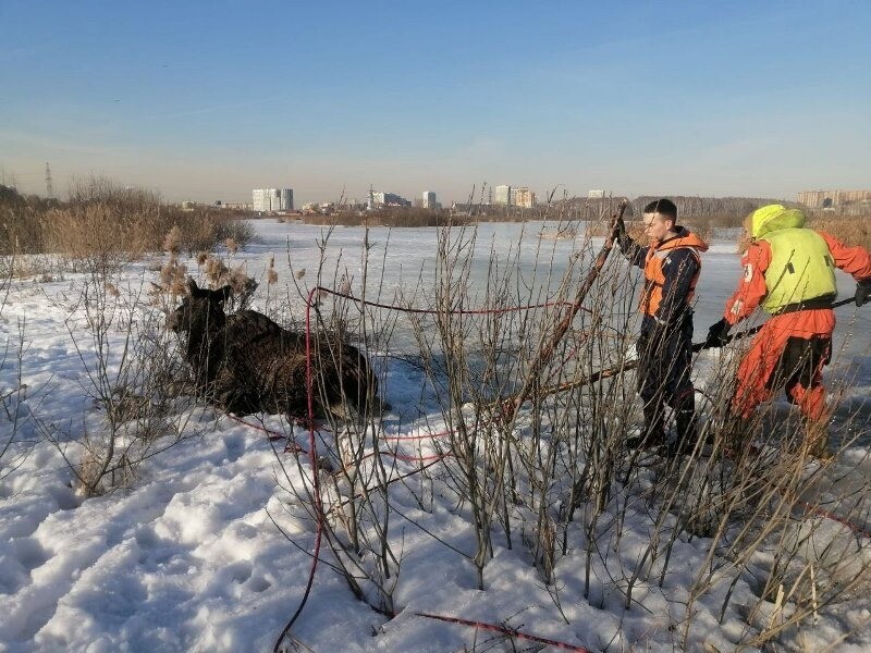 Провалившегося под лед лося спасли в Подмосковье