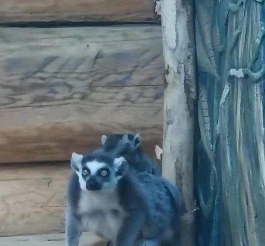 Двойняшки родились у лемуров и игрунок в зооцентре Тюмени