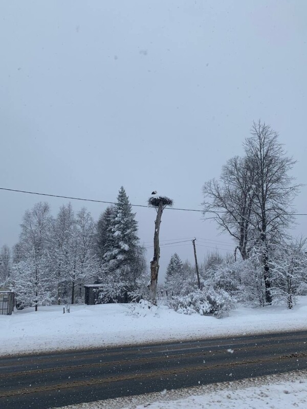 Вернувшиеся с зимовки аисты попали под снег в Ленинградской области