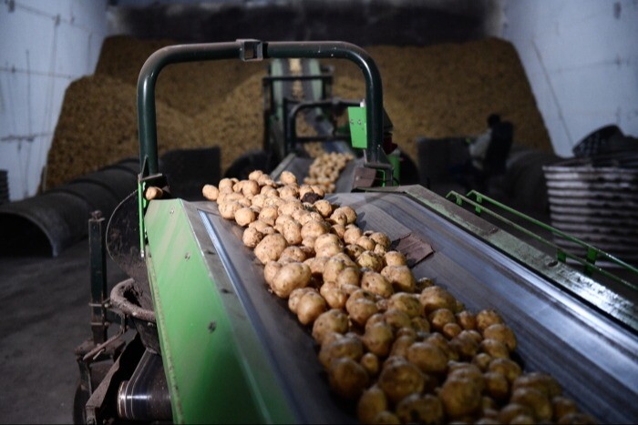 Господдержка картофелеводов Челябинской области по федпроекту в 2023г увеличена в 3 раза