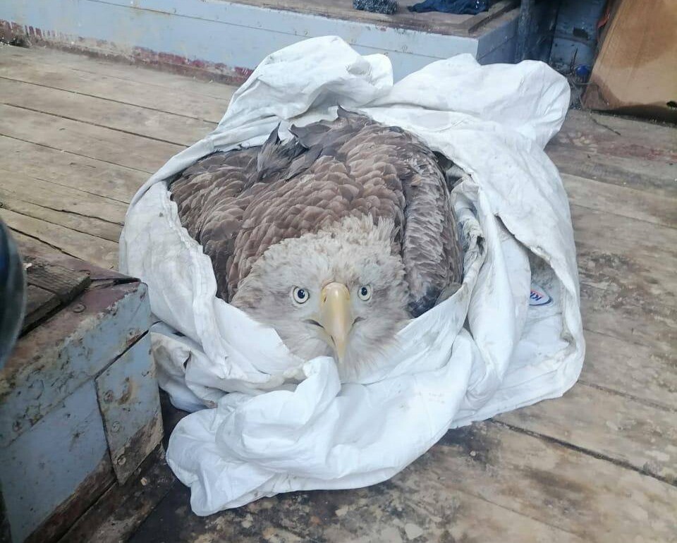 Краснокнижного орлана-белохвоста с травмой крыла спасли на Сахалине