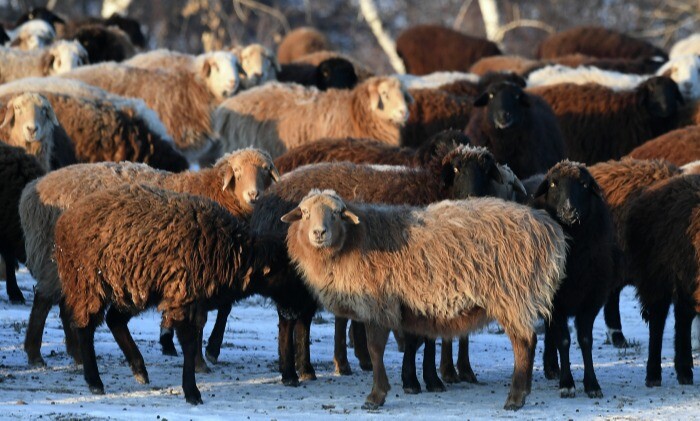 Новосибирские ученые нашли гены, отвечающие за мясную продуктивность овец