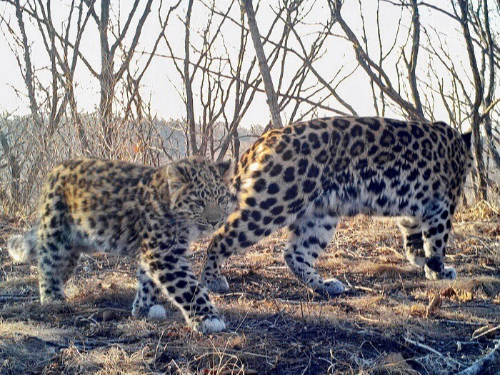 Популяция дальневосточного леопарда в Приморье выросла до 125 особей