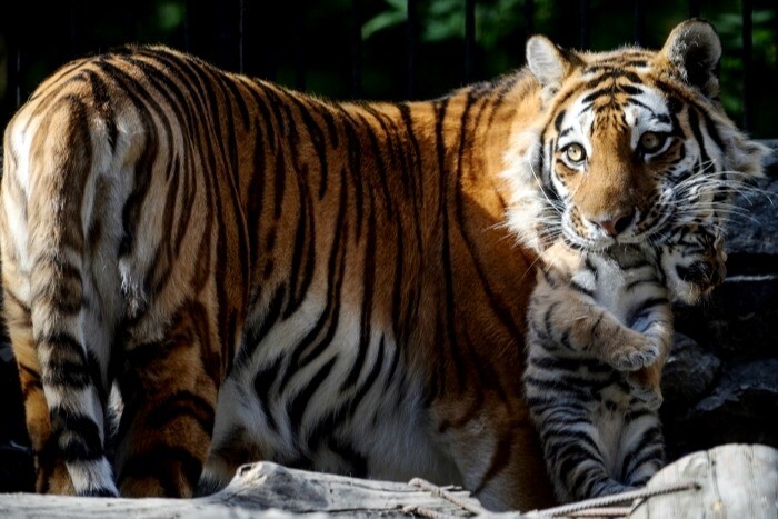 Вторая самка редкого амурского тигра с тигренком замечена в Приамурье