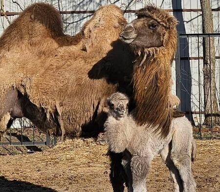 Верблюжонок родился в Ивановском зоопарке