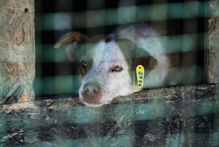 Мэрия Оренбурга опровергла информацию о массовых убийствах бездомных собак