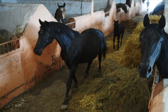 Карантин по анемии лошадей ввели на юге Красноярского края на месяц