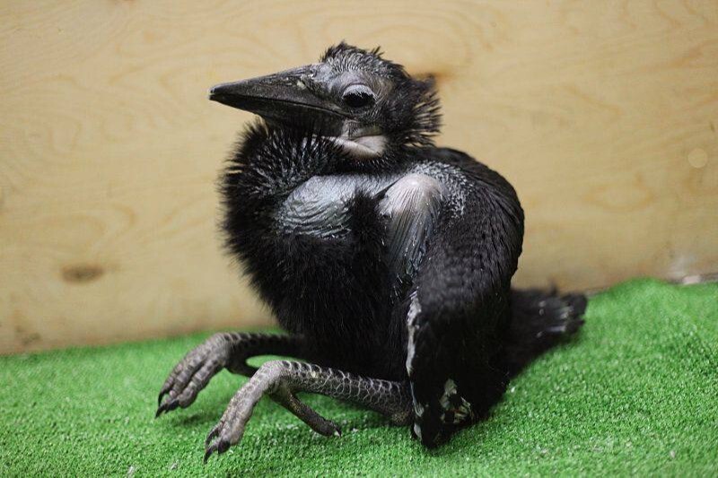 Впервые в России у пары абиссинских рогатых воронов из Новосибирского зоопарка появились птенцы
