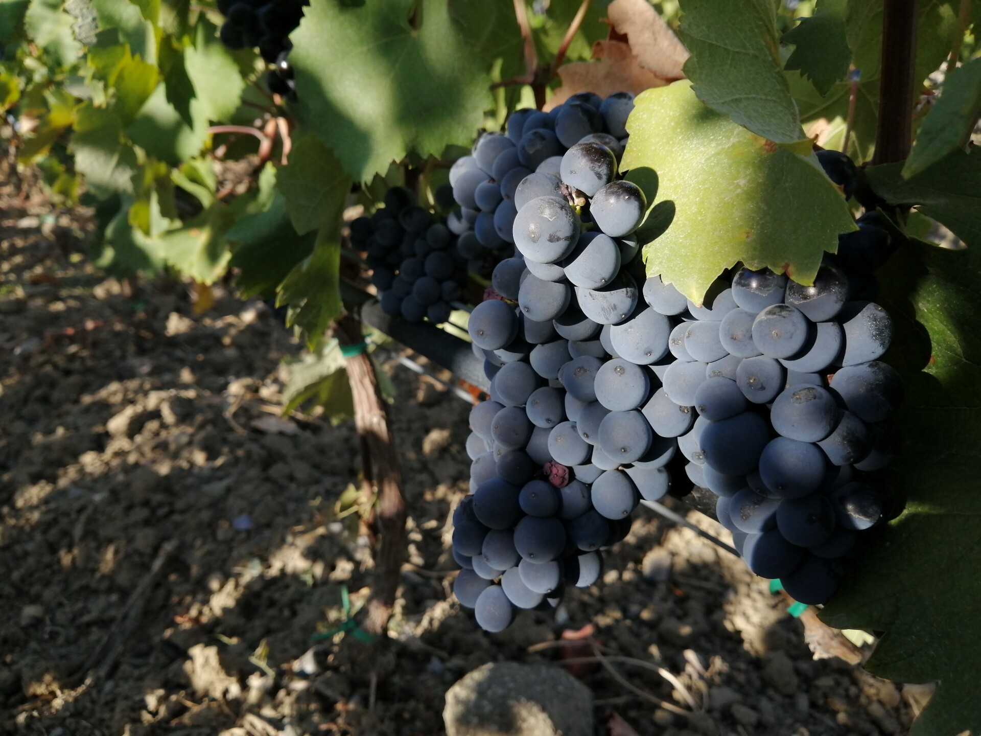 Дагестан планирует создать в республике виноградный питомник
