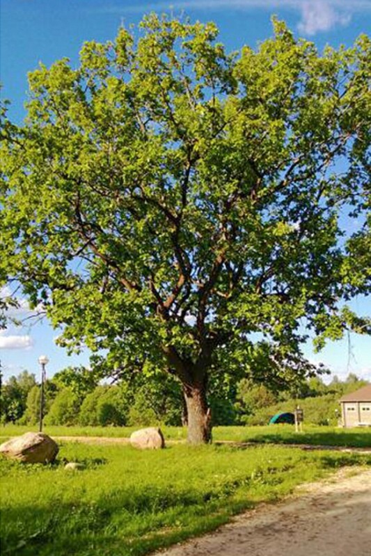 Двухвековой дуб тверской усадьбы "Домотканово" стал номинантом конкурса "Российское дерево года"