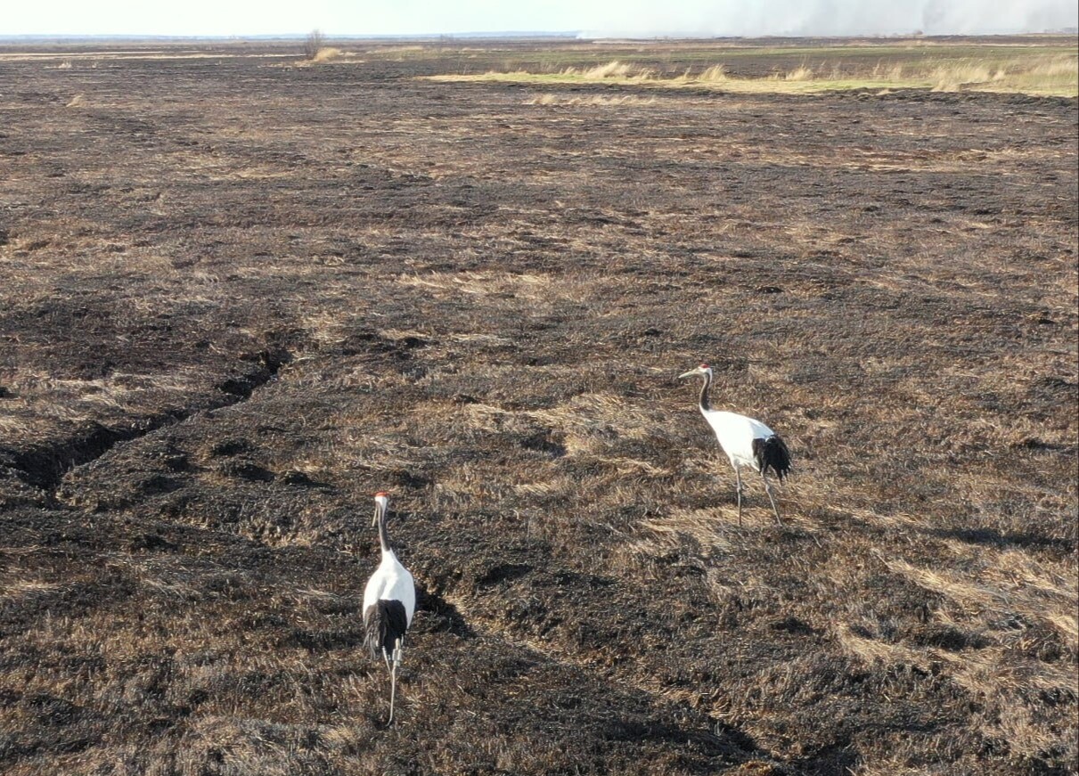 Гнезда птиц и кормовую базу уничтожил природный пожар в заказнике в Приамурье