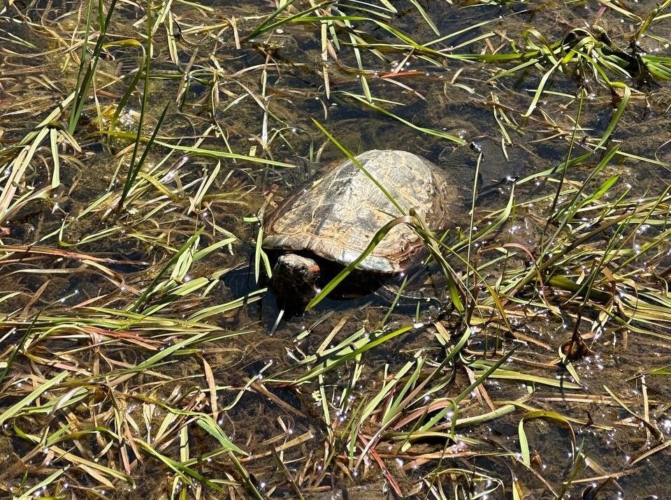 Калининградцам разрешили отлавливать черепах из водоемов города