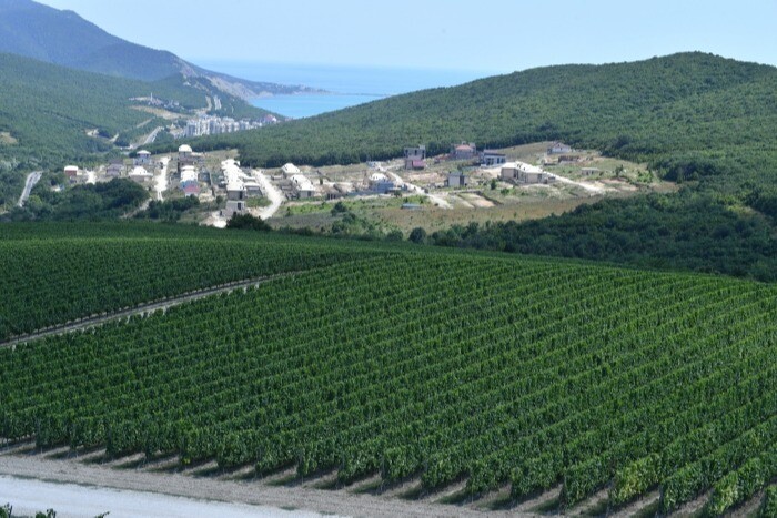 Краснодарский край весной заложил 1 тыс. га виноградников