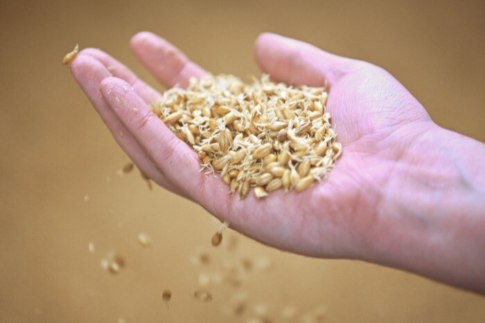 Кабардино-Балкария в 2023г получит почти 173 млн руб на поддержку производителей зерна