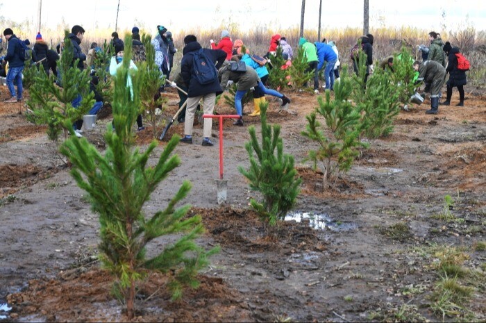 Лесопитомник для выращивания сосен построят в оренбургском нацпарке