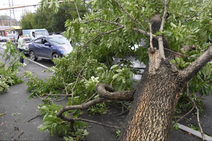 Поваленные ветром деревья повредили более десятка автомобилей в Уфе