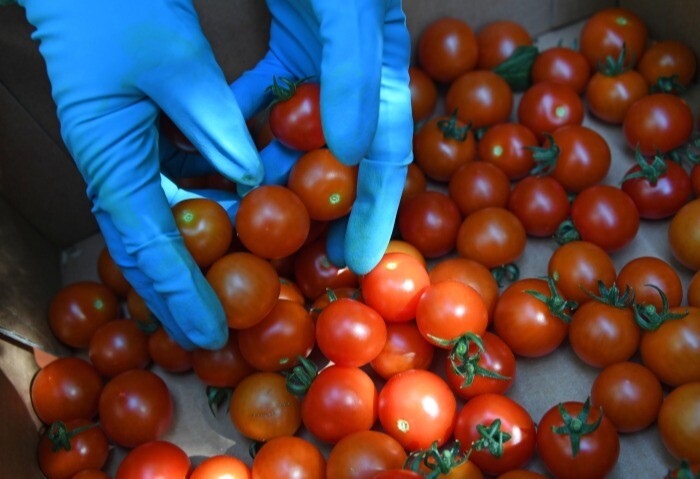Россельхознадзор не допустил в Приморье более 20 тонн зараженных овощей из Китая
