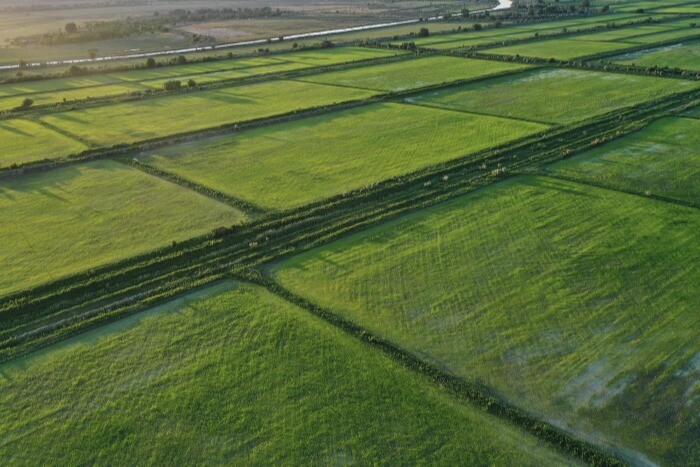 Дагестан засеял рисом более половины площадей