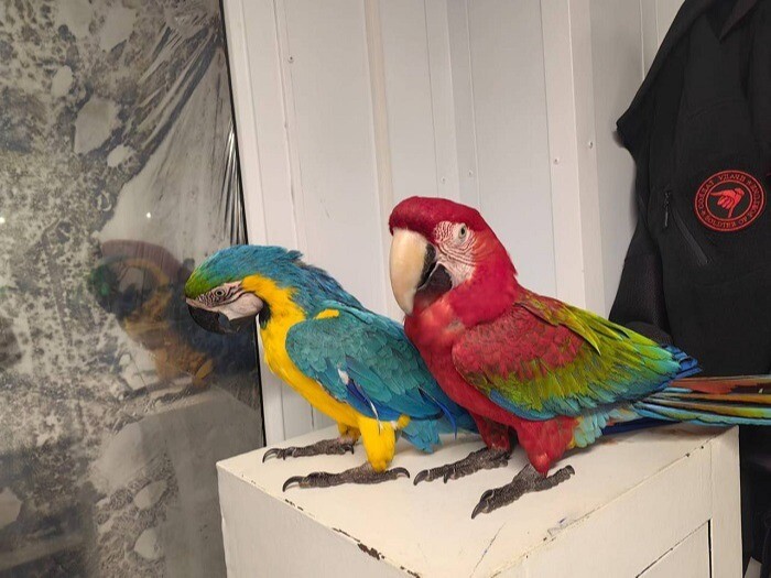 Обезьян и попугаев изъяли у фотографов в Геленджике