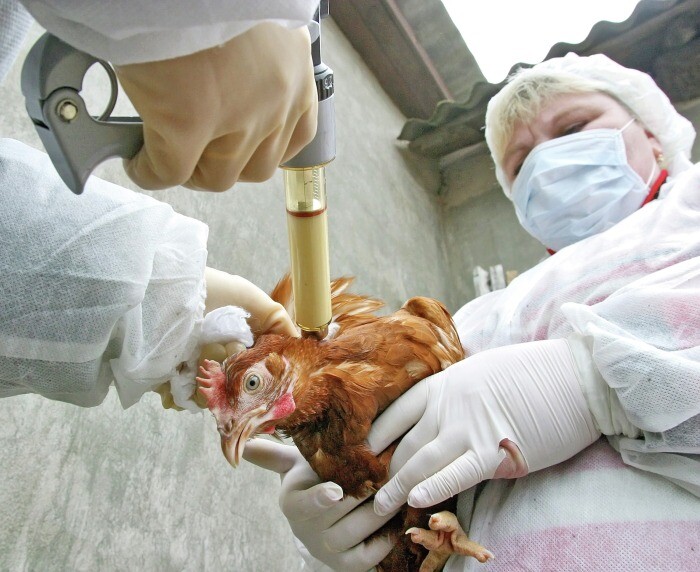 Свыше 700 птиц вакцинировали в подворьях Коми в связи с гриппом