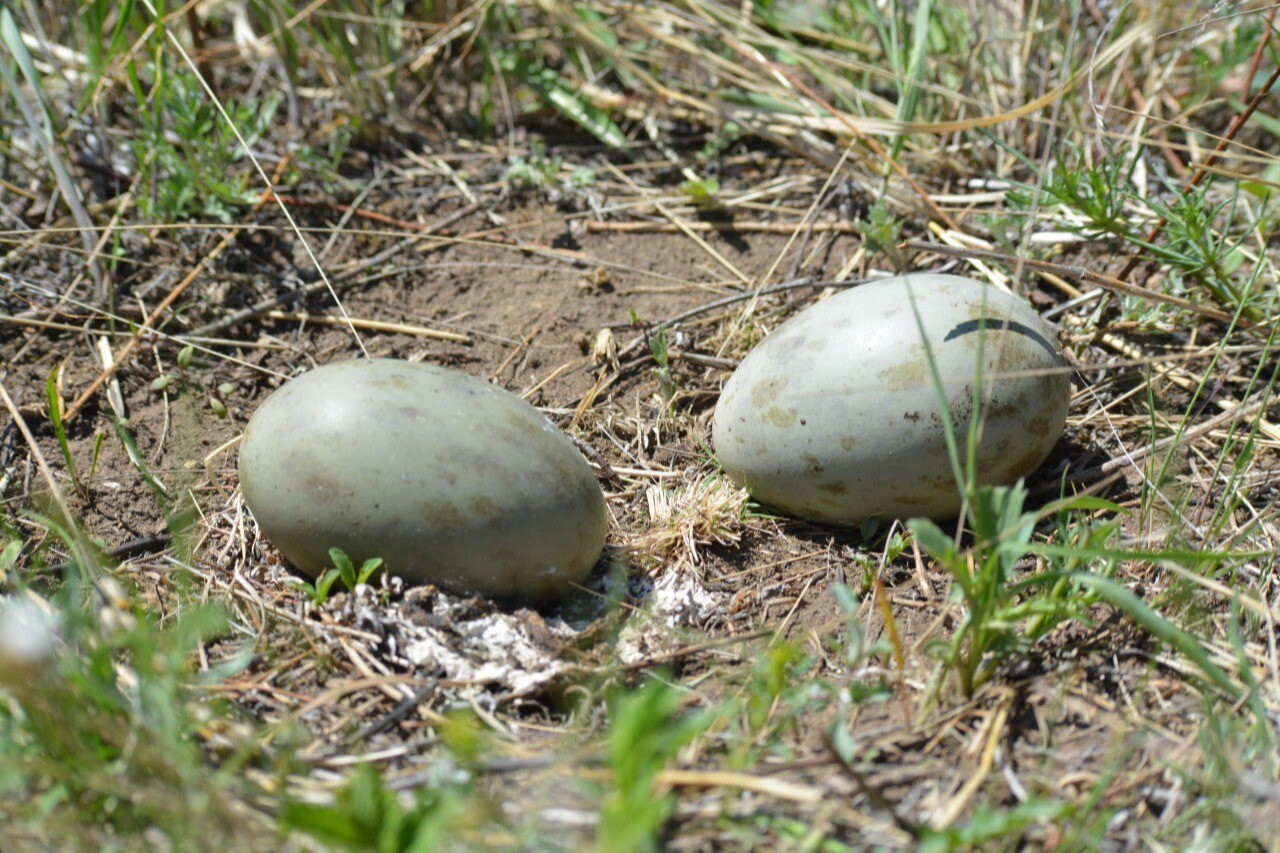 Гнездо редкой дрофы впервые обнаружили в забайкальском нацпарке Алханай