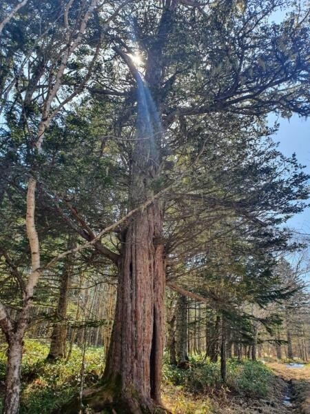 Тысячелетний тис, который растет на Южных Курилах, участвует в конкурсе "Российское дерево года"