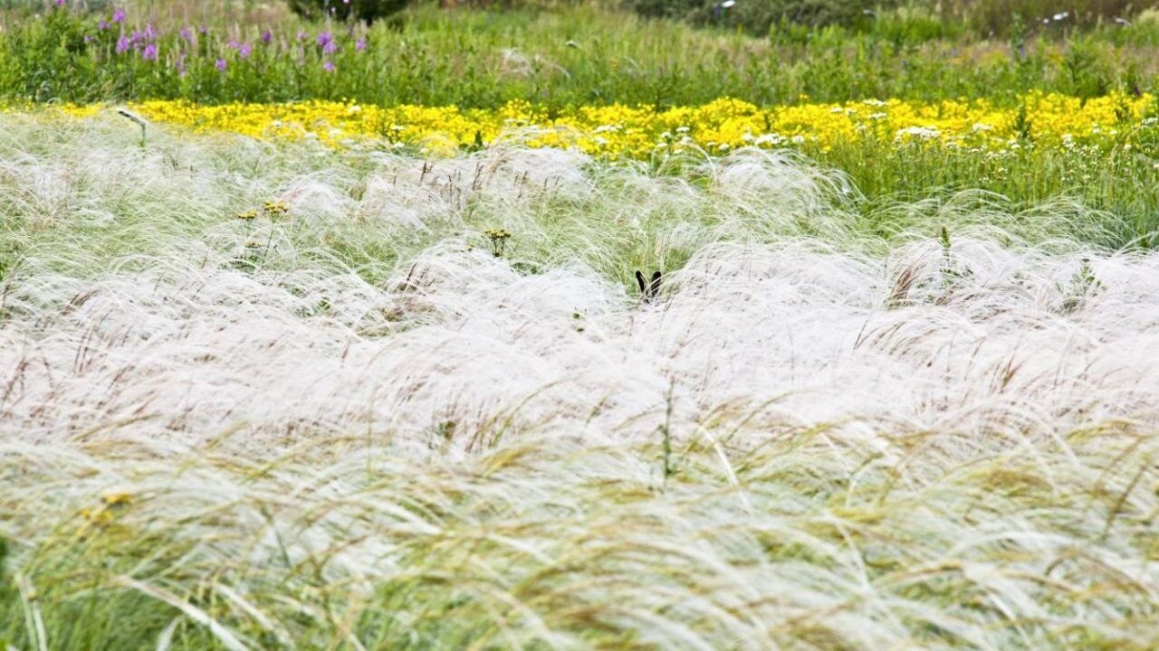 Акцию по сбору семян ковыля проводят в Тульской области для восстановления исторического ландшафта Куликова поля