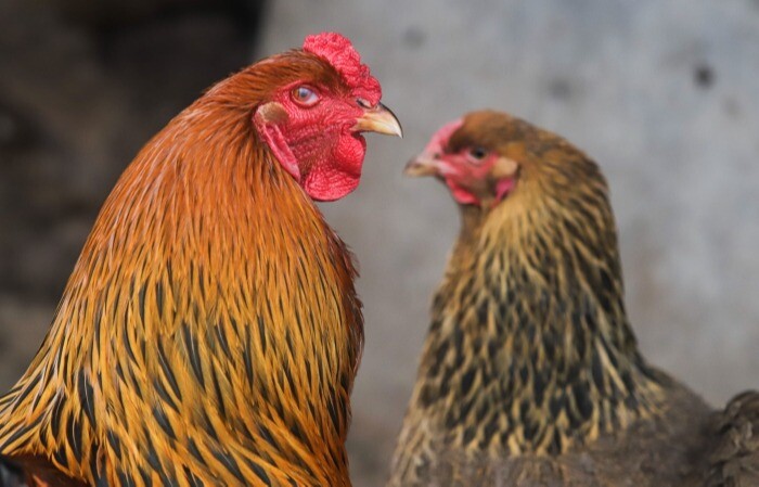 Карантин по гриппу птиц ввели еще в одном районе Удмуртии