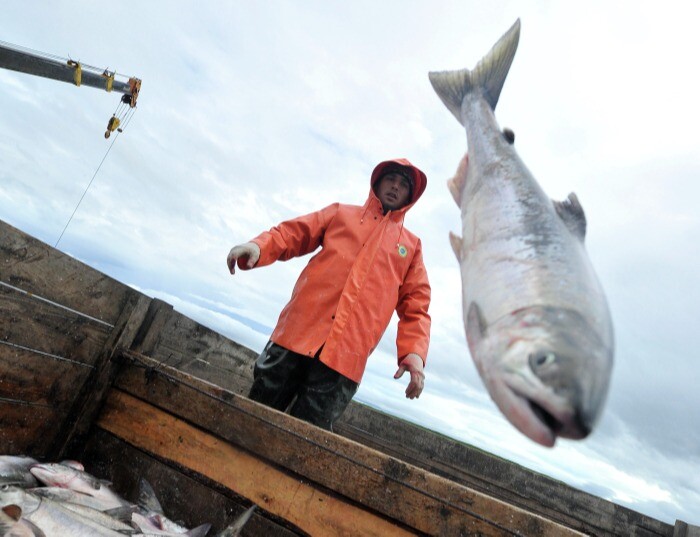 Лососевые уловы рыбаков Камчатки почти на 40% превысили показатели 2021 года