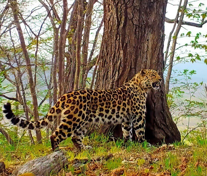 Первому переселенному в Уссурийский заповедник в Приморье самцу дальневосточного леопарда выберут имя