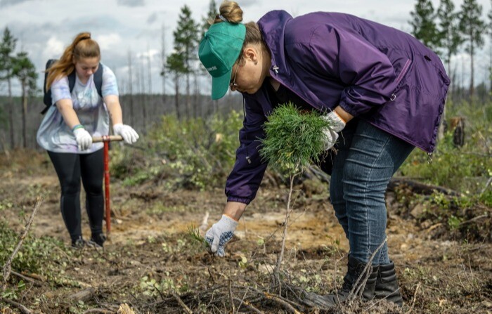 Саженцы на площади 40 тыс. га высадили в Иркутской области с начала сезона восстановления лесов