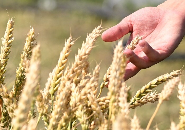 Минсельхоз: РФ в прошлом сельхозгоду экспортировала около 47 млн т пшеницы