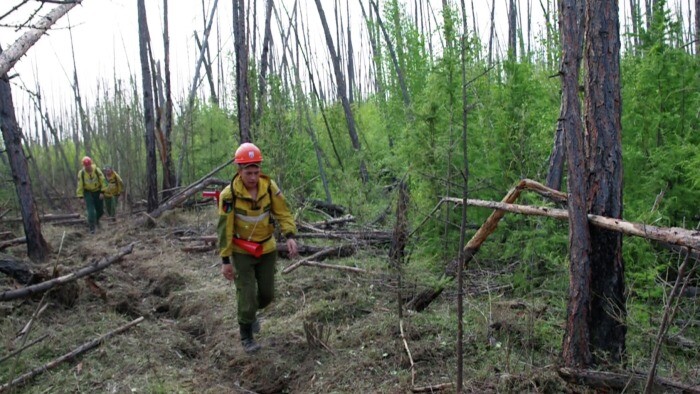 Более 30 пожаров на площади почти 53 тыс. га потушили в Магаданской области за сутки