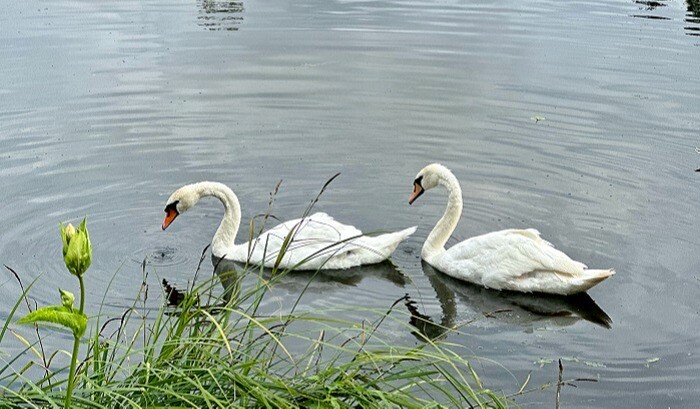 Новые пары лебедей поселились в парке Гатчинского музея, "овдовевший" Георгий переехал