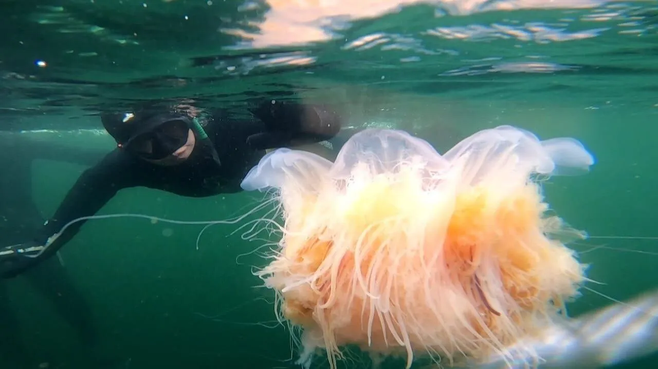 "Арктикуголь" планирует провести в сентябре первый фридайвинг-тур на Шпицбергене