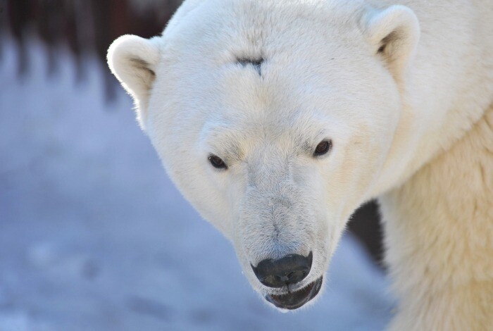 Снег у белых медведей в зоопарке Екатеринбурга будет и зимой, и летом