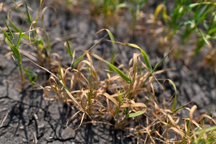 Засуха привела к гибели почти 1% посевов в Свердловской области