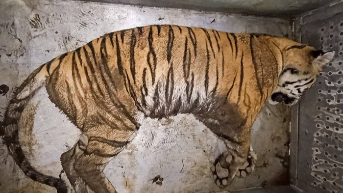 Напавшего на охотоведа тигра отловили в Хабаровском крае