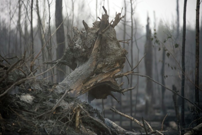 Площадь лесных пожаров в ХМАО за сутки сократилась в 16 раз