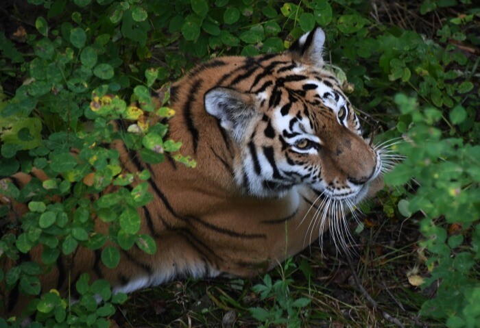 Численность амурских тигров в приморском нацпарке "Земле леопарда" стала самой высокой в мире