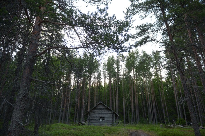 Ярославская область охватила 100% лесного фонда для мониторинга пожаров - власти