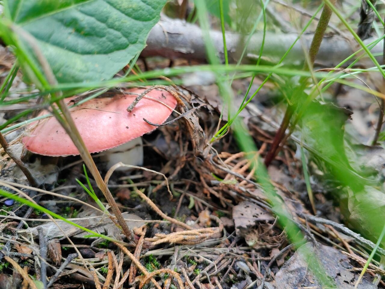 Десять жителей, отравившихся грибами, спасли этим летом в Нижегородской области, среди них - трое детей