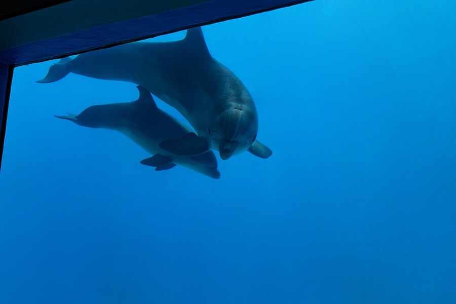 Детеныш дельфина-афалина родился в "Москвариуме"