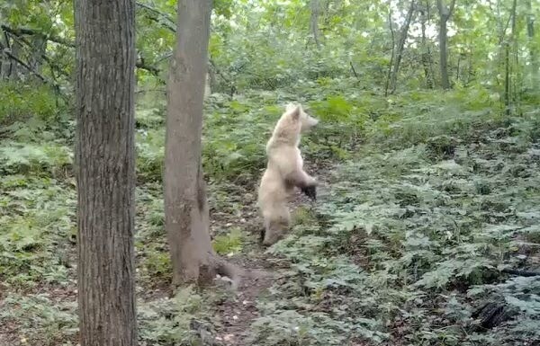 Медвежонка-альбиноса заметили в нацпарке в Башкирии