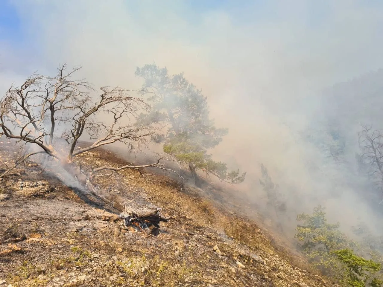 Самарские власти продлили запрет на посещение лесов еще на неделю