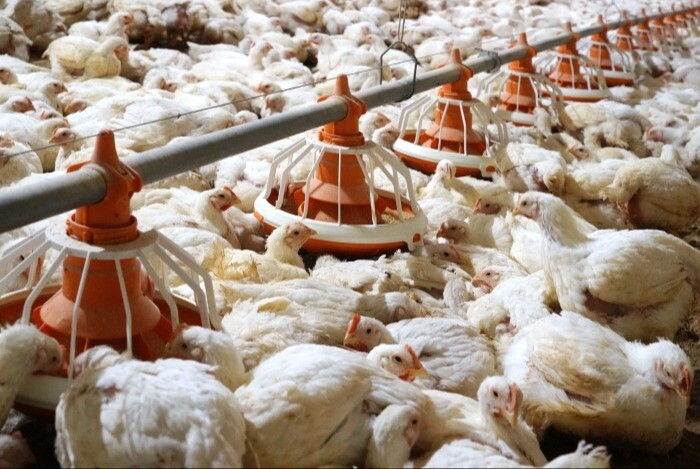 Роспотребнадзор не выявил заражения персонала на птицефабрике в Башкирии, где произошла вспышка гриппа птиц